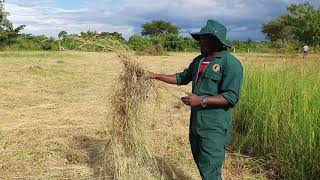 How to preserve grass chroris gayana for goats and cattle by hamiis semanda 256773343283 [upl. by Akin]