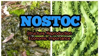 NOSTOC  Structure Characteristics amp Reproduction  BSMSBotany  Urdu amp Hindi [upl. by Estren]