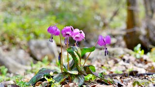 한국의 야생화  얼레지Erythronium japonicum [upl. by Cheung]