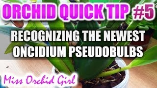 Orchid Tip 5  How to recognize the newest pseudo bulbs on Oncidiums [upl. by Ilocin]