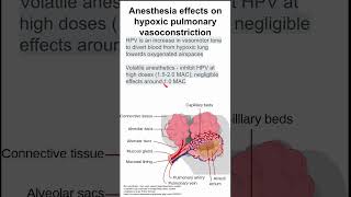 Anesthesia effects on hypoxic pulmonary vasoconstriction [upl. by Nwahsed]