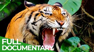 Wildlife  The Fascinating World of Wild Animals  Full Series  Free Documentary Nature [upl. by Baer]