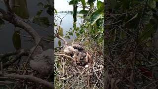 Black winged kite Birds nest in 3 nests birds babybird6 [upl. by Toshiko]