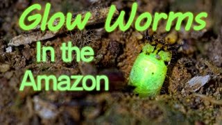 Predatory Glow Worms in the Peruvian Amazon [upl. by Sirahc]