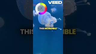 Jelly Fish Wonder of Nature animals factshorts [upl. by Ahsyak]