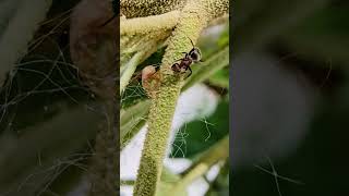 Ant tends planthopper nymph Playa del Carmen Mexico tropical Caribbean jungle insect life nature [upl. by Weissberg]