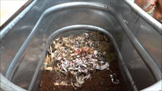 Worm Composting  How to create your own Worm Bin [upl. by Ecnerwaled632]