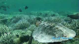 MaldivesHawksbill sea turtleEchte KarettschildkröteEretmochelys imbricata [upl. by Sager]