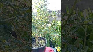 Flowering Grafted Australian Finger Lime Fruits Plant Easy Home Grown [upl. by Adnahsar]