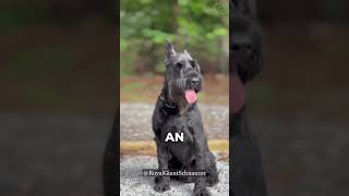 🐶🐾 Standard Schnauzer vsGiant Schnauzer‼️ giantschnauzer puppy dogbreeds schnauzer dogtypes [upl. by Hilda]