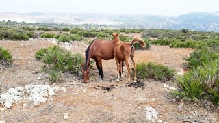 Horses 4K  beautiful pet animals [upl. by Eynttirb385]