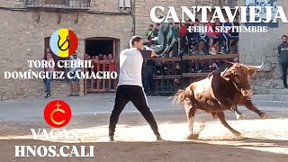 🔝VAYA TORO Cantavieja 140924 Toro cerril Domínguez Camacho y vacas HnosCali [upl. by Eelinnej]