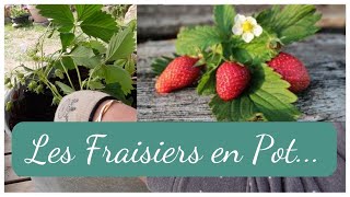 Comment Planter les Fraisiers en Pot  JARDIN POTAGER POUR LES DÉBUTANTS [upl. by Calan]