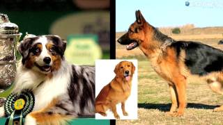 DNA Reveals Dog Heritage [upl. by Nonnahsal47]