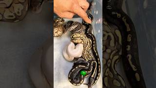 We said goodbye to this beauty molinarosnakelab snake royalpython snakeeggs python ballpython [upl. by Annanhoj]