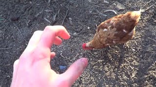 How To Fight a Chicken [upl. by Onil]