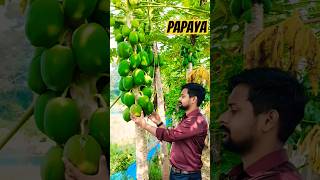 PAYAYA CULTIVATION 🔥 Latex Papein in Papaya Friut agriculture horticulture [upl. by Nalepka]