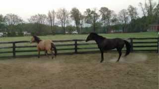 Lola and Boogie playing in dry lot [upl. by Alisa670]