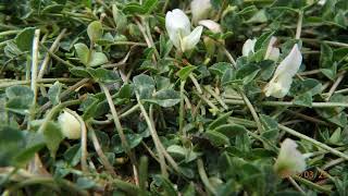 Trifolium subterraneum the subterranean clover often shortened to sub clover [upl. by Breena919]