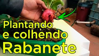 Como Plantar Rabanete e Colher em 25 Dias [upl. by Ahsimaj732]