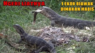 Biawak makan biawakgk nonton pasti penasaran [upl. by Hannus279]