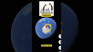 where in antarctica do penguins live🐧Full Location Map view short view map googleearth penguin [upl. by Orelee]