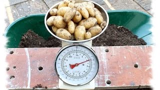 Grow potatoes three pots of Early Potato reveal and a recycle plan that works [upl. by Ittocs91]