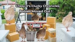 Baby Quail Moved Out quailcare quail raisingchicks backyardchickens backyardhomesteading fyp [upl. by Airtemad]