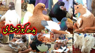 Wednesday Pigeons Market Updates  Colourful Rare Pigeon Maket Layyah  Kabootar Mandi pigeon [upl. by Krid876]