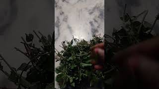 Choli ka saag recipe banae short video viral ❤️😍 [upl. by Enaamuj]