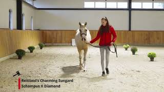 Reitland’s Charming Sungard Schampus x Diamond [upl. by Arret]