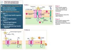 Cell and Molecular Biology Protein Insertion into the ER Membrane [upl. by Yniffit215]