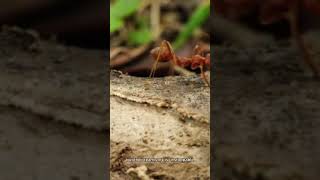 Tiny Titans 30 Secs of Mighty Ants in Action information animals [upl. by Dunn]