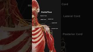 Brachial plexusthephysiodoctormotivationphysioskneepainreliefphysiotherpisthumananatomy [upl. by Brier]