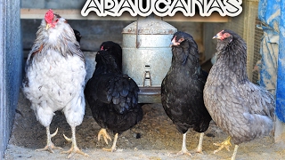 Araucanas chickens [upl. by Norehs]