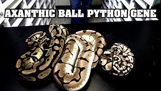 All about axanthic ball pythons my favorite morph [upl. by Yesnyl391]