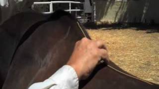 Australian Horse Saddles Correct Saddle Measurements Aussie Colin Dangard Explains [upl. by Den]