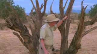 Desert Ironwood Trees with The Old Desert Naturalist [upl. by Atterrol]