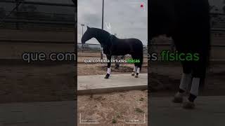 🔴Caballos PRE o Pura Raza Española 🔴 caballos DeCaballos [upl. by Cannon]