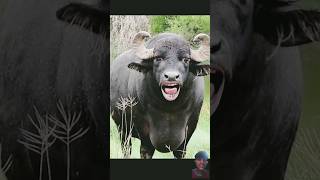 tange tange cartoon​ comedy​ COW​ shorts​ tange tange [upl. by Guendolen]