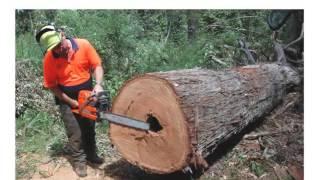 Crosscutting and trimming felled trees with a chainsaw [upl. by Hanfurd]