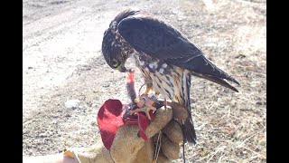 Falconry Falcons Accipiters Buteos Part 3 [upl. by Beulah]