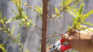 Trunk chopping a Montezuma Cypress Pre Bonsai  Bonsai from Scratch [upl. by Finstad]