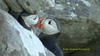 LUNNEFÅGEL Atlantic Puffin Fratercula arctica Klipp  9 [upl. by Vasta]