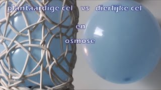 Plantaardige cel vs dierlijke cel en osmose plasmolyse  turgor [upl. by Collbaith]