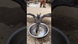 great cormorant eats the whole fish instantly [upl. by Lester]