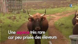 Un charentais sest lancé dans un élevage daurochs des animaux préhistoriques [upl. by Anaihr905]