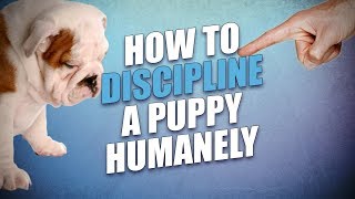 How to Discipline a Puppy Safe Humane but Effective Methods [upl. by Teodorico]