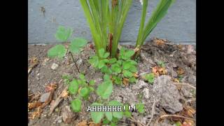 How to kill weeds without harming your bedding plants [upl. by Hugues]