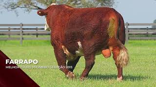 Touro Farrapo  Hereford indicado para IATF  RENASCER BIOTECNOLOGIA VIDEO [upl. by Dor577]